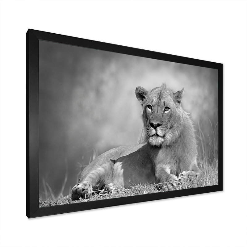 «Black and White Wild African Lion», reproduction de cadre photo sur toile, Cadre noir, H 8 po x l 12 po x P 1 po