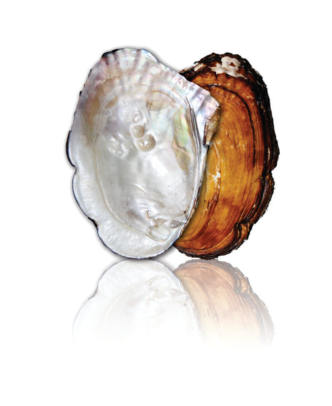SeaTile 4'' x 4'' Hand Painted Natural Shell Listello