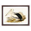 Australian Pelican by Elizabeth Gould - Framed Print-55456828-55456829