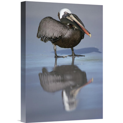 " Brown Pelican, Turtle Bay, Santa Cruz Island, Galapagos Islands, Ecuador "