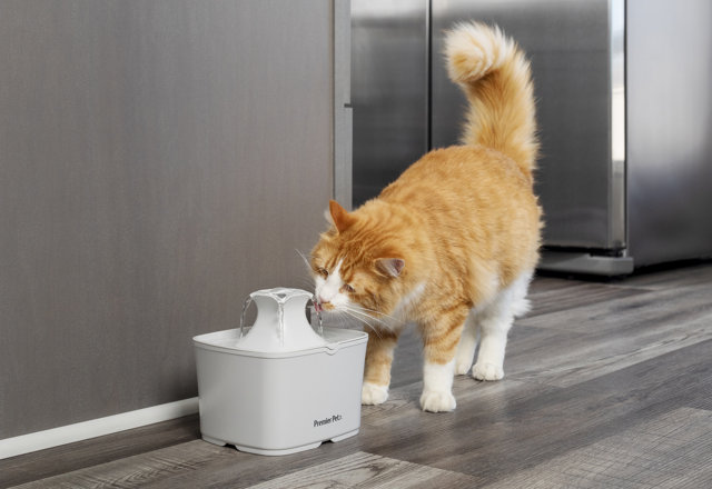 Top-Rated Automatic Pet Feeders