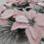 Couronne de Noël Poinsettia Rose Givré (Édition Luxe)
