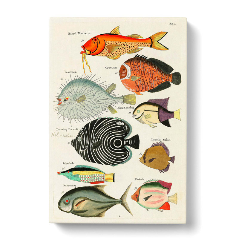 East Indies Fish Illustrations Fol. 5 Hh by Louis Renard - Wrapped Canvas, 76cm H x 50cm W x 3cm D