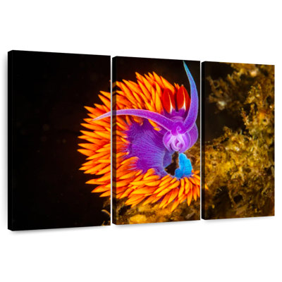 Spanish Shawl Nudibranch