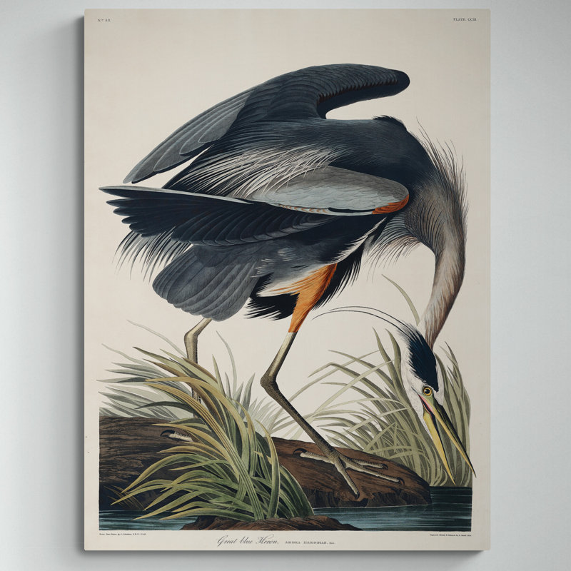 Great Blue Heron by John Audubon - Wrapped Canvas Print, 81cm H x 61cm W