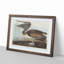 A Brown Pelican by John Audubon - Framed Print-55457816-55457819