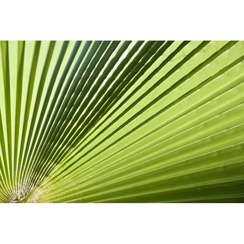 Big Palm Leaf by Suzi Media Production - Wrapped Canvas Print, 30cm H x 46cm W