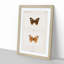 Buckeye Butterfly by S.F. Denton - Picture Frame Graphic Art Print-55512892-55512893