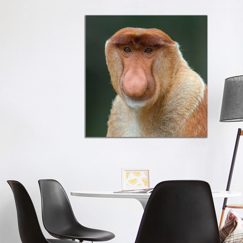 Proboscis Monkey Male Portrait Borneo by Mogens Trolle - Wrapped Canvas Print, 93.98 cm H x 93.98 cm W x 1.91 cm D