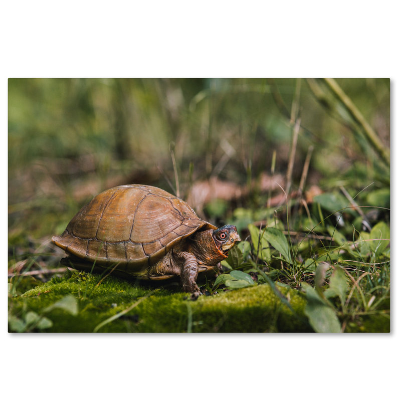 Brown Box Turtle Canvas Art with Green Grass Background