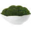 Moss in White Ceramic Bowl