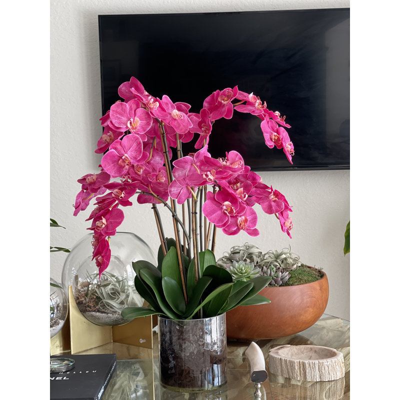 Blooming Orchid in Vase, Pink