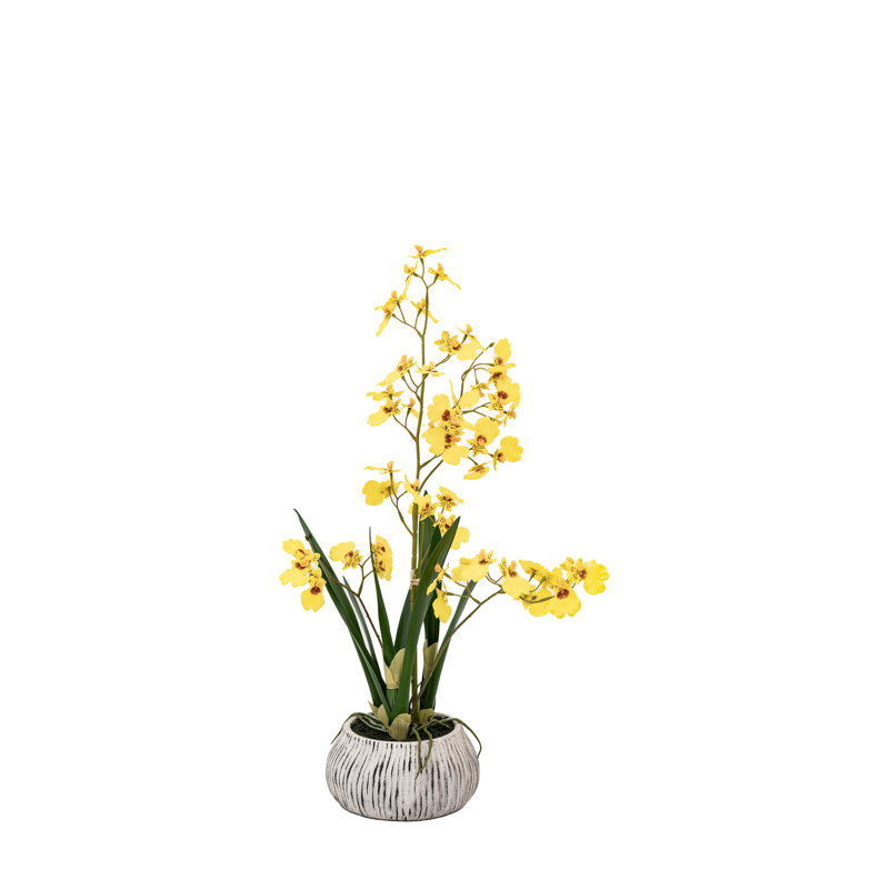 Orchid in Low Ceramic Pot 580mm, Yellow