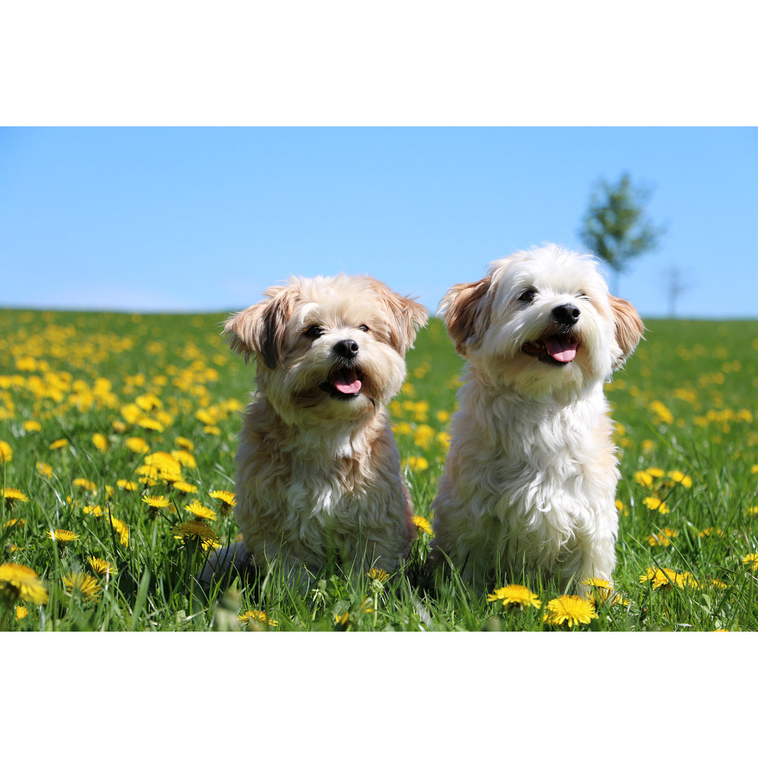 Leinwandbild Zwei kleine Hunde im Garten sitzend