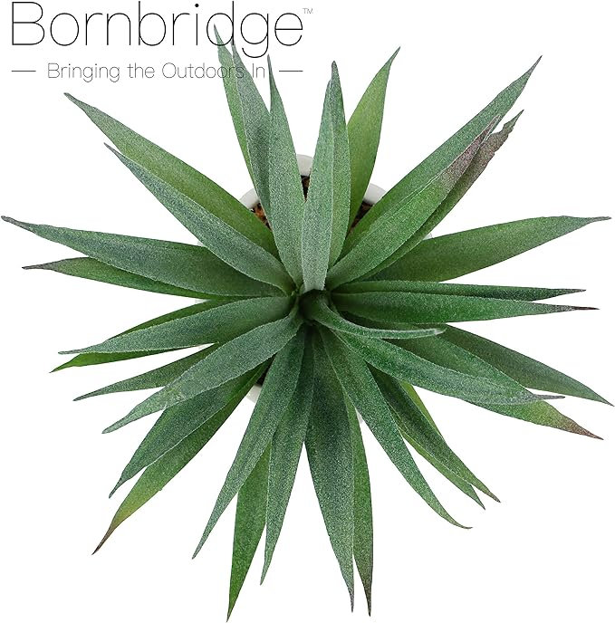 Fausse plante grasse 2,75 po Macroacantha