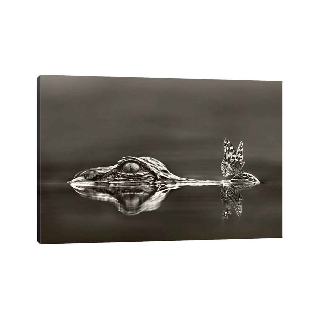 American Alligator With A Butterfly On Its Snout, Everglades National Park, Florida by Tim Fitzharris - Print on Canvas