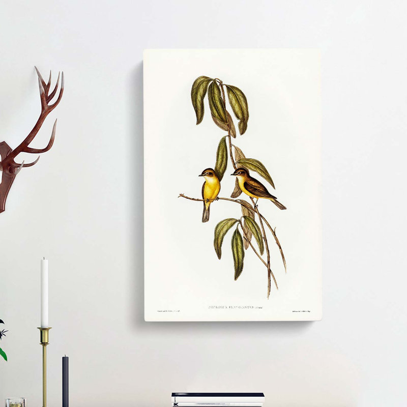 Yellow-Bellied Flycatcher Birds by Elizabeth Gould - Wrapped Canvas, 76cm H x 50cm W x 3cm D