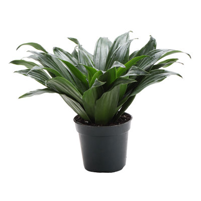 Dracaena Plant in Pot