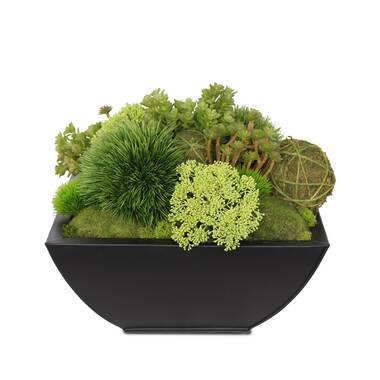 Picnic at Ascot 5'' Faux Moss Plant in Planter & Reviews