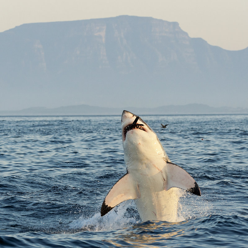 Great White Shark - Wrapped Canvas Print, 76cm H x 76cm W x 3.8cm D