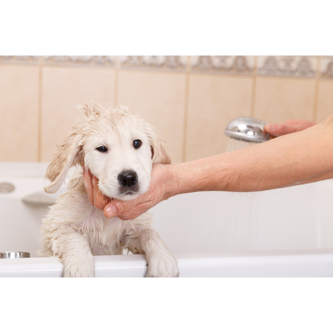 Leinwandbild Golden Retriever Puppy in Shower von Alex Sokolov