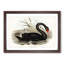Black Swan by Elizabeth Gould - Picture Frame Art Print-55512525-55512523