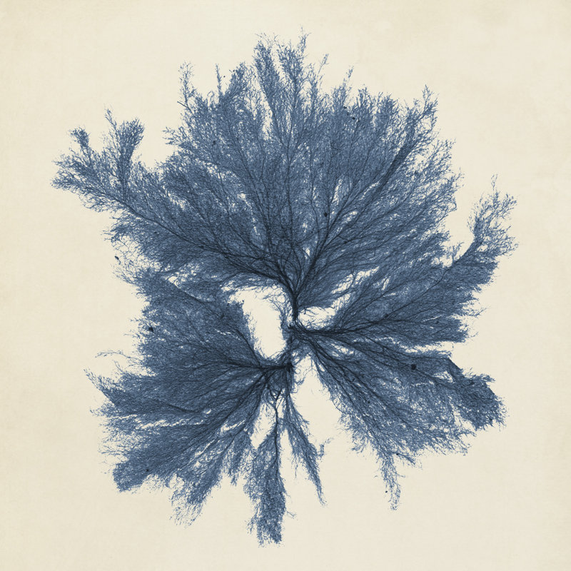 Coastal Seaweed V - Wrapped Canvas Painting, 30cm H x 30cm W x 3.8cm D
