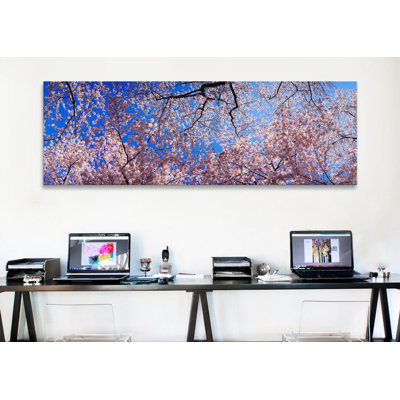 " Low angle view of cherry blossom treesWashington State, USA " Color Photography