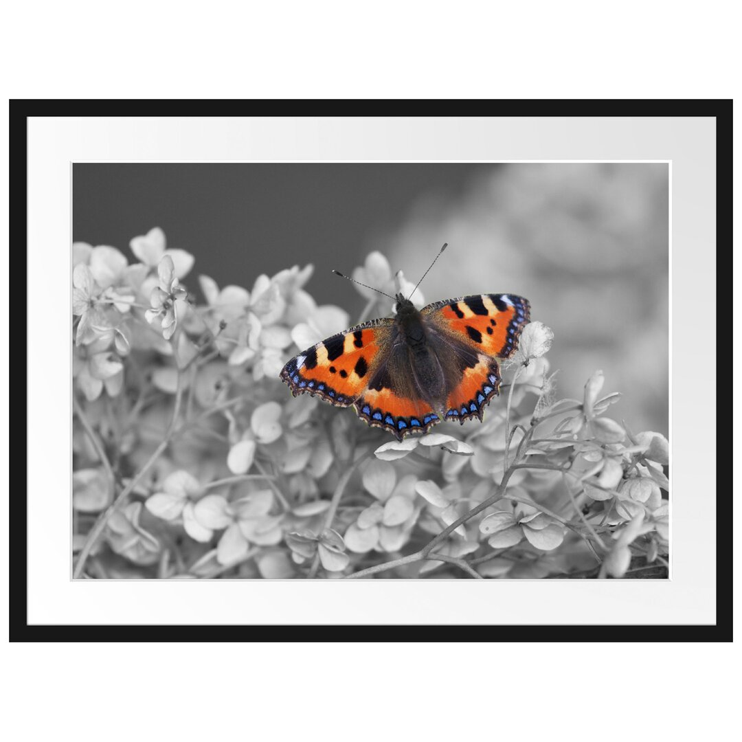 Gerahmtes Poster Schmetterling auf weißen Blüten