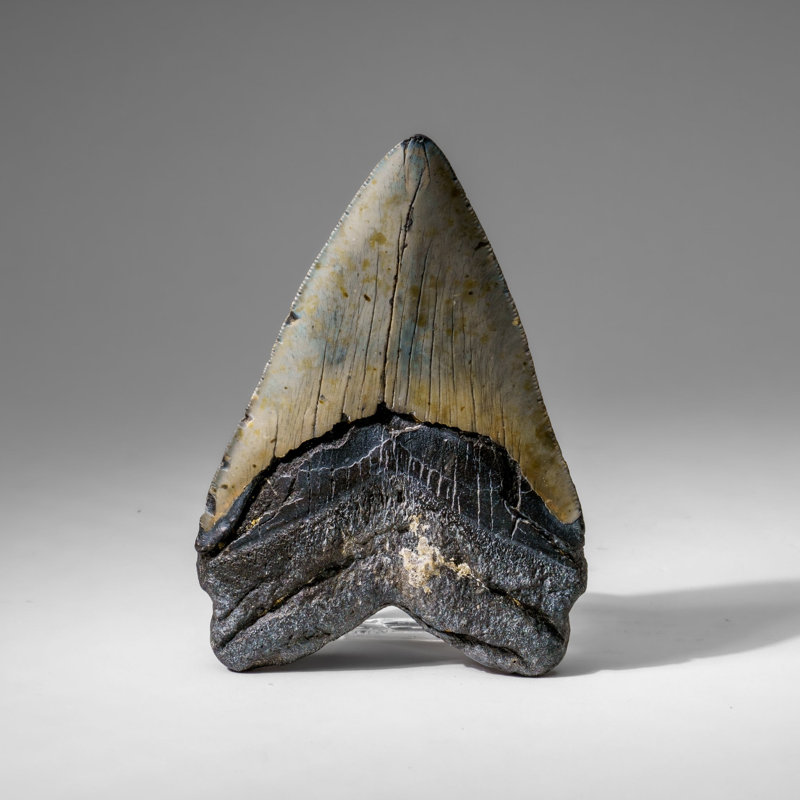 Genuine Megalodon Shark Tooth In Display Box (309 Grams)