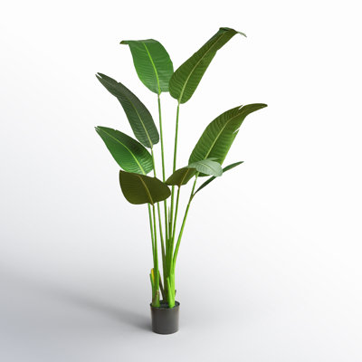 46" Banana Leaf Plant in Pot