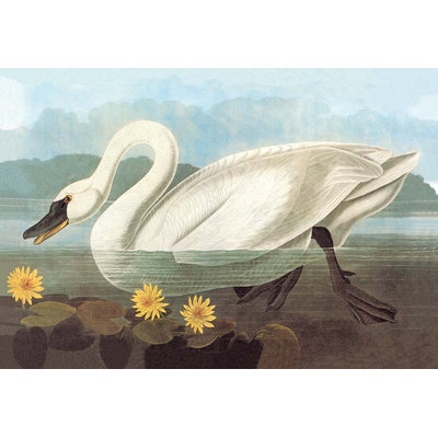 Whistling Swan by John James Audubon Painting Print