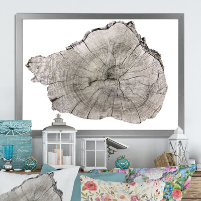 " Cross Section Of Tree Trunk "
