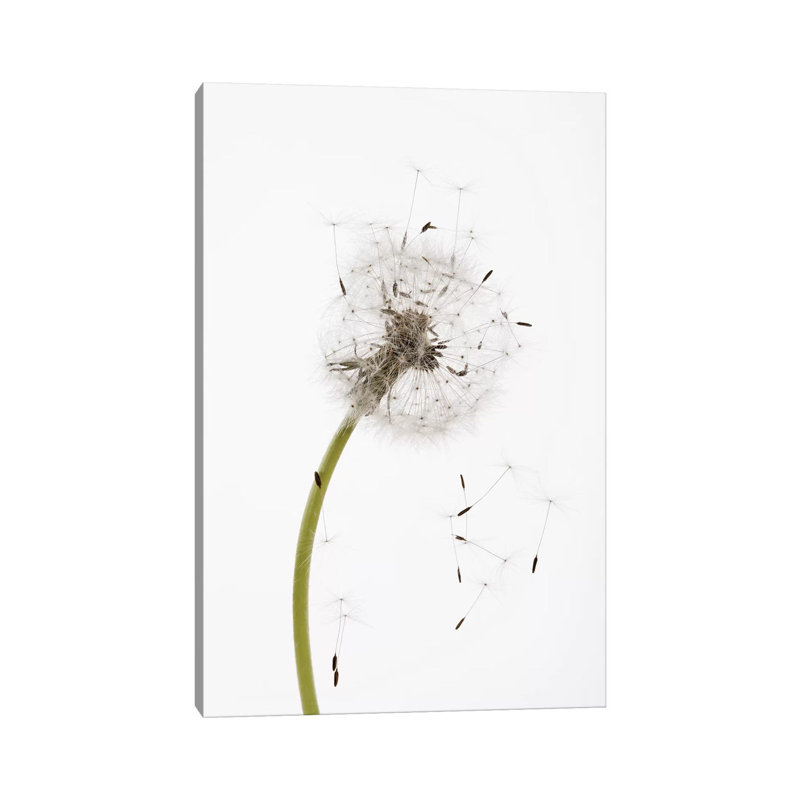Close-Up Dandelion Seeds - Wrapped Canvas Print, 66.04 cm H x 45.72 cm W x 1.91 cm D