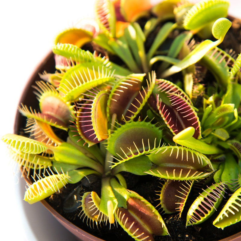 Venus Flytrap - Photographie sur toile tendue, H 12 po x l 12 po