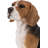 Beagle Dog Sitting Statue