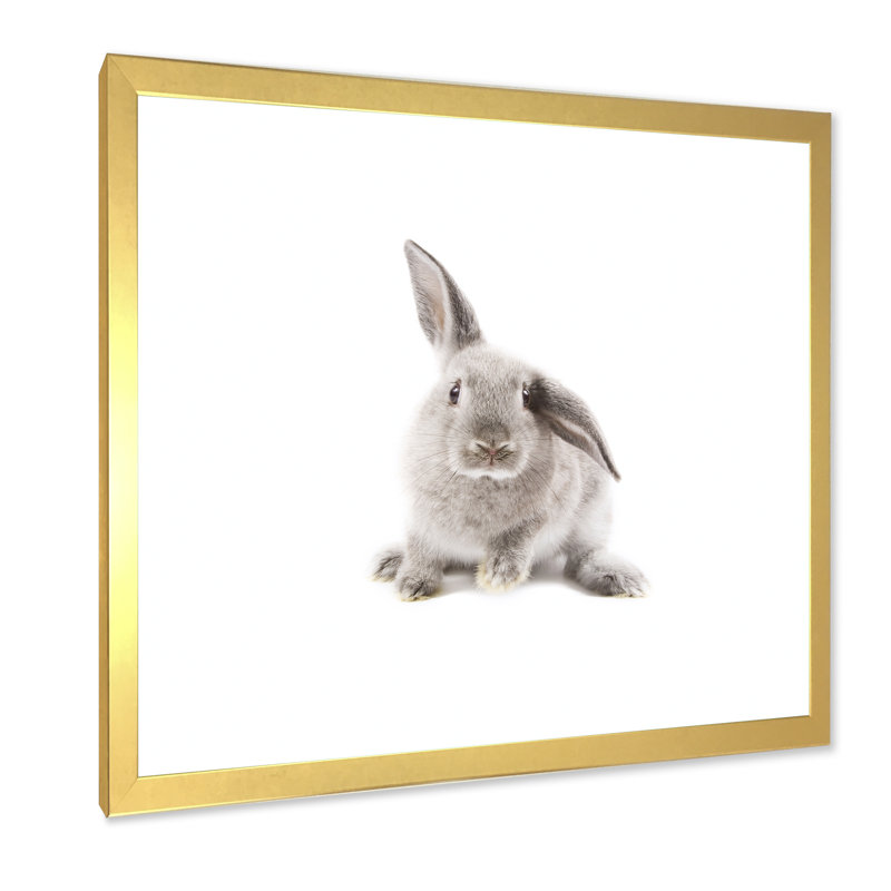 Portrait d'un lapin sur fond blanc I - photographie sur toile, H 30 po x l 30 po x P 1 po, Cadre doré à coins fermés