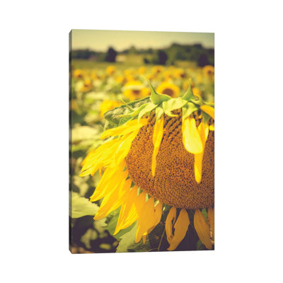 Dreamy Summer Sunflowers I 1 Piece Wrapped Canvas Wall Art