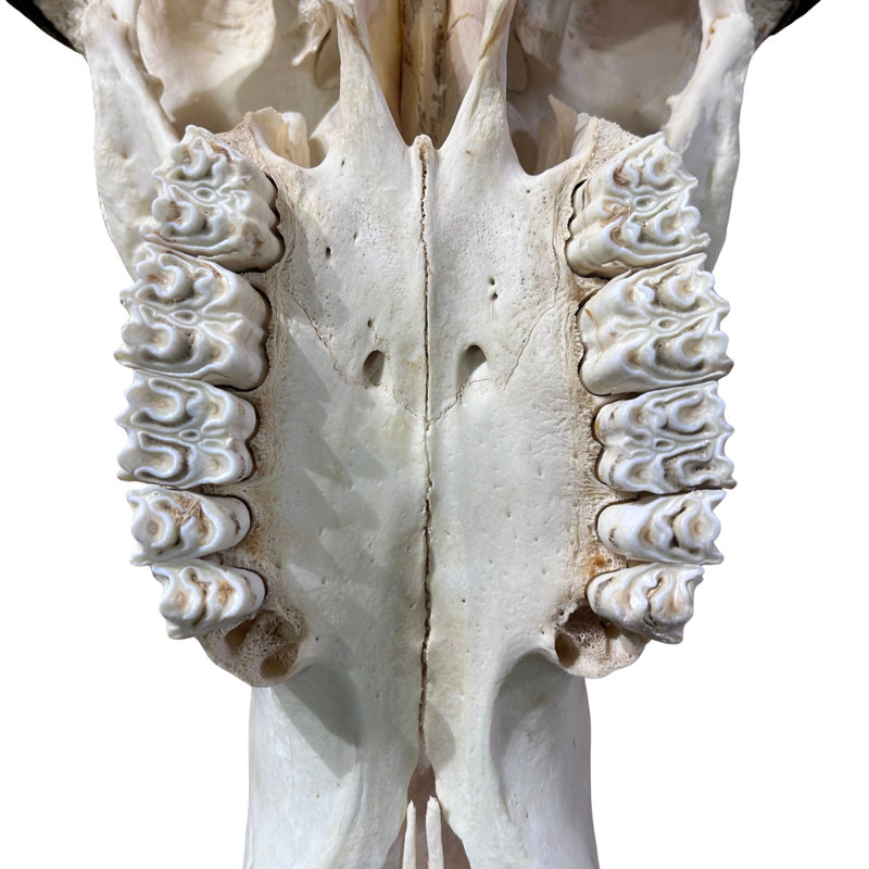 Real Female Cape buffalo Skull