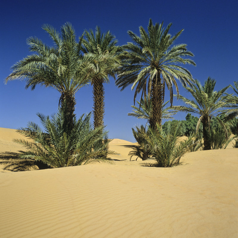 Morocco Palms - Wrapped Canvas Print, 122cm H x 122cm W x 3.8cm D