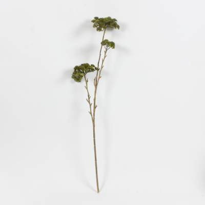 Bourre de vase plante Fionnuala