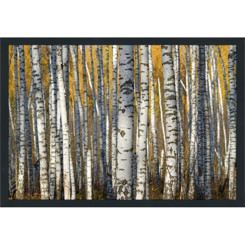 Single Picture Frame Photograph, 35.5" H x 51.5" W x 0.75" D
