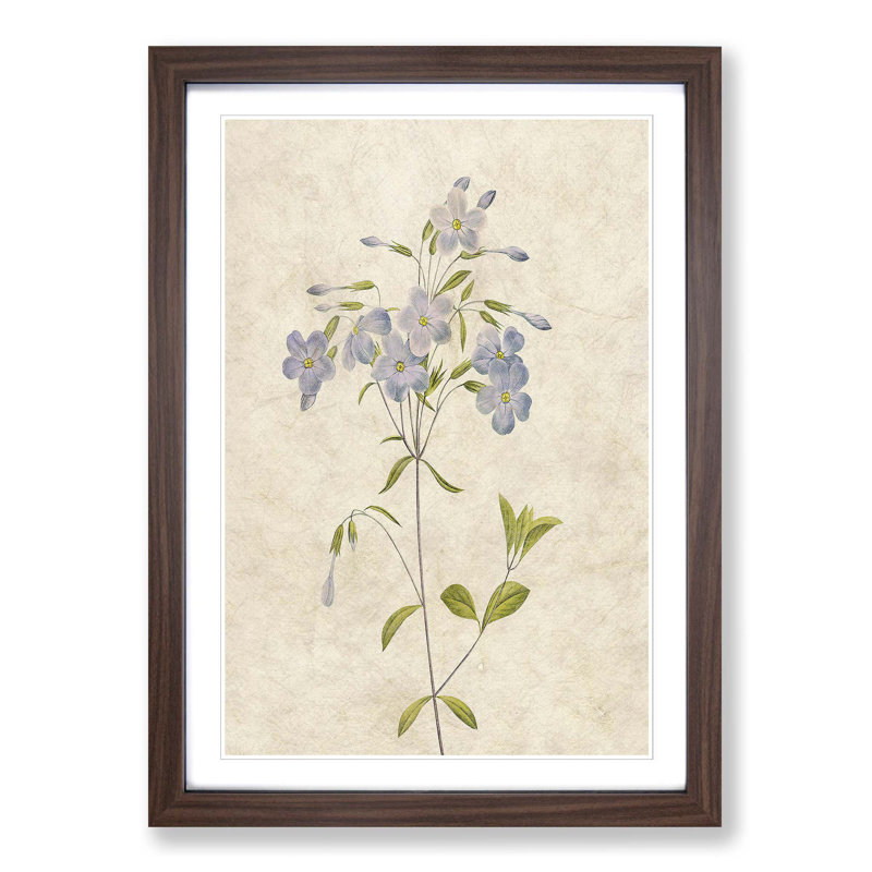 Lilac Phlox Flowers by Pierre-Joseph Redoute - Picture Frame Painting Print, 48cm H x 36cm W x 2cm D, Walnut Framed