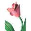 Tulip 1 - Light Wallchiere