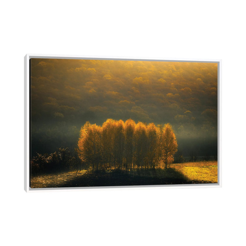 Morning Light by Anghel Rusu - Print on Canvas