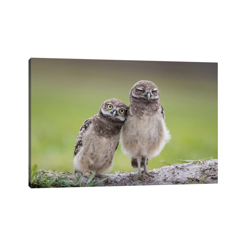Friends by Greg Barsh - Wrapped Canvas Gallery-Wrapped Canvas Giclée, 20.32 cm H x 30.48 cm W