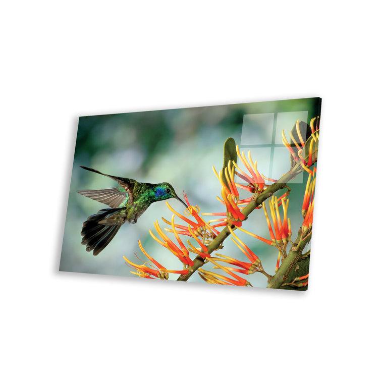 Latitude Run® Imirjano Green Violet-Ear Hummingbird Feeding, Monteverde ...