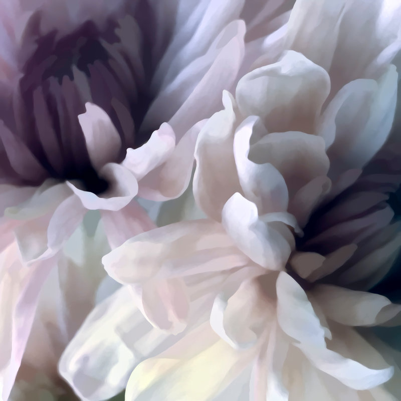 «Imrich Chrysanthemum IX on Canvas» par David Pollard, reproduction, H 12 po x l 12 po