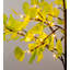 Arbre de ginkgo intérieur / extérieur, 4 po de hauteur-775051009