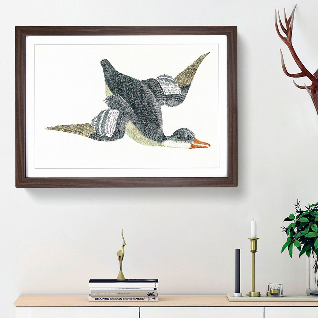 Duck in Flight by Johan Teyler - Framed Print